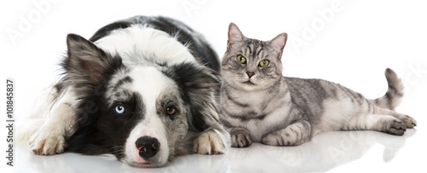 Obraz pies i kot