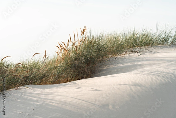 Obraz Düne mit Strandhafer am Meer