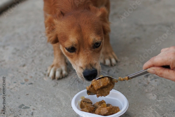 Obraz Alimentando aun perro abandonando para adoptarlo 