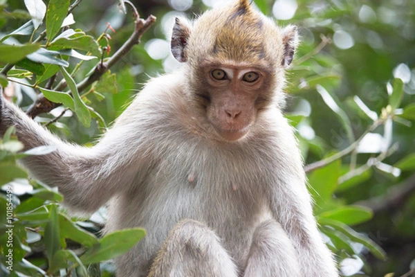 Fototapeta おかしなサル