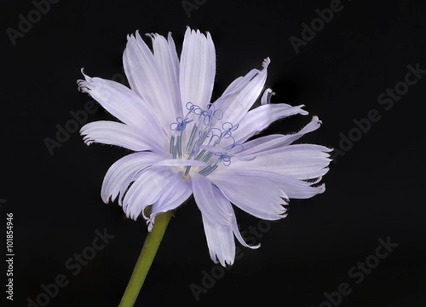 Fototapeta Chicory Blossom