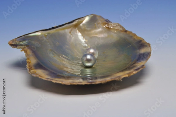 Obraz 真珠貝