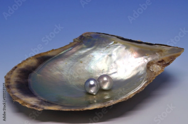 Obraz 真珠貝