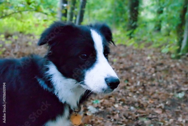 Fototapeta border collie dog looking deep into the forest