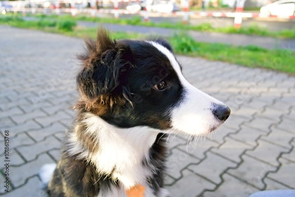 Fototapeta border collie dog looking along the sidewalk