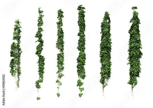 Fototapeta ivy