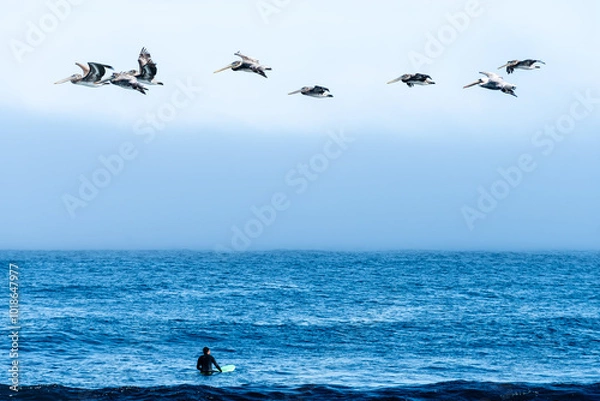 Fototapeta Dramatic image of the pacific coast in Monterey bay, California with a flock of Pelicans flying above and surfer waiting for wave in the distance.