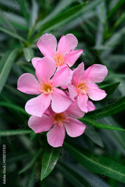 Obraz pink flower