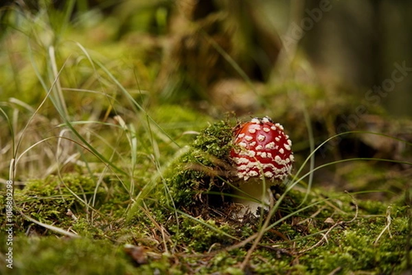 Fototapeta Fly Agaric Mushroom in Forest