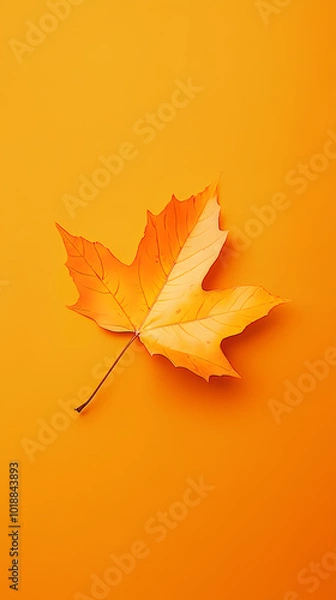Fototapeta Single maple leaf on a yellow background