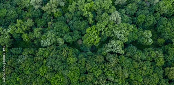 Obraz Forest landscape aerial texture , top view background