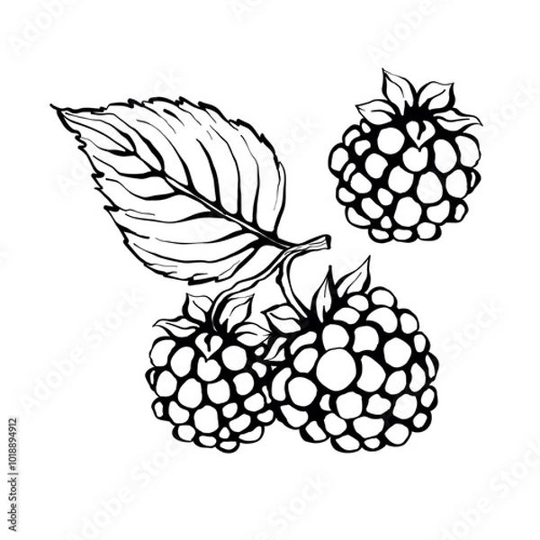 Obraz Vector line illustration of blackberry branch with berries and leaves, sketch of blackberry