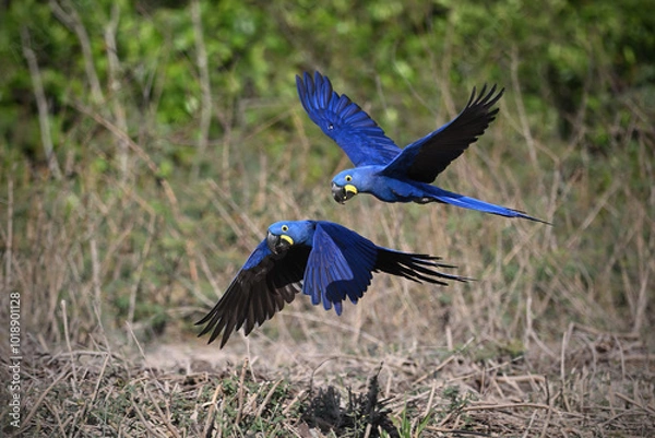 Obraz Pair of Hyacinth Macaws in Flight Over Natural Habitat