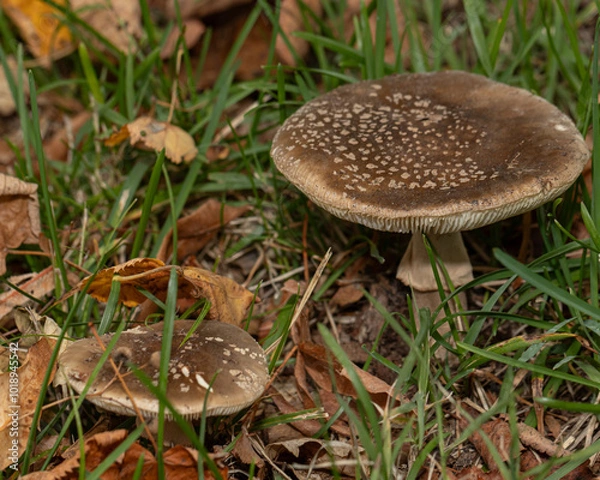 Fototapeta Two wild mushrooms with speckled caps emerge from the lush grass, surrounded by fallen autumn leaves, capturing the essence of a forest floor
