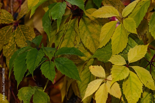 Fototapeta Detailed view of diverse autumn leaves transitioning, showing a mix of green, yellow, and brown hues in a natural backdrop.