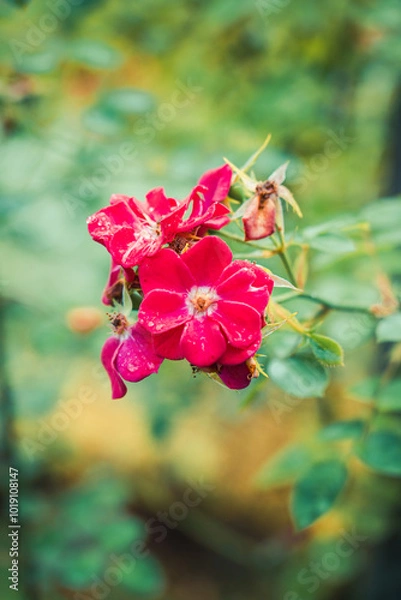 Fototapeta red flowers in the garden