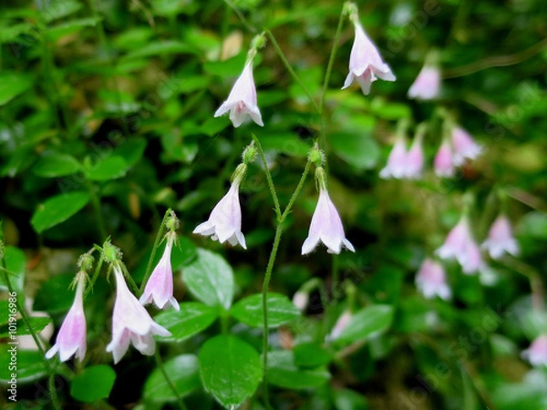 Obraz Twinflowers Up Close