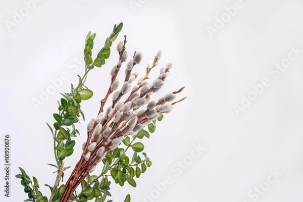 Obraz Catkins White Background
