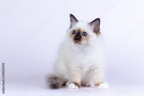 Fototapeta Sacred Birman kitten shocolate point color, birma Cat isolated on a white background, studio photo.