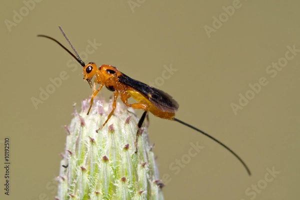 Obraz Parasitoid wasp isolated on a plant.