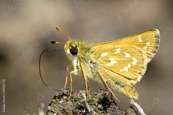 Obraz Silver-spotted Skipper  butterfly on the ground.