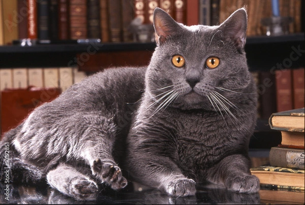 Obraz chat des chartreux dans bibliotheque
