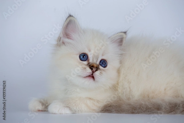 Fototapeta Sacred Birman kitten seal tabby point color, birma Cat isolated on a white background, studio photo