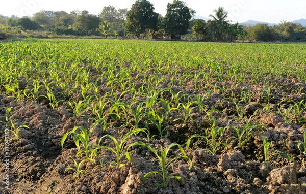 Obraz Corn field in Spring