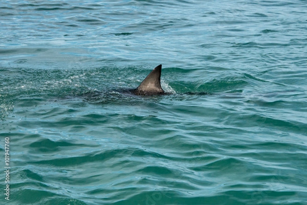 Obraz Shark fin