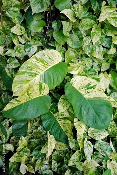 Obraz Epipremnum Marble Queen   giant leaves  