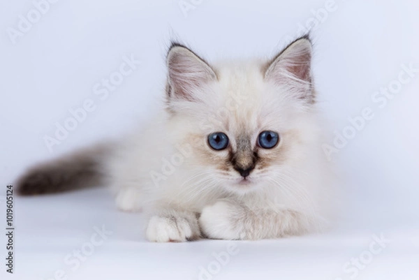 Fototapeta Sacred Birman kitten seal tabby point color, birma Cat isolated on a white background, studio photo