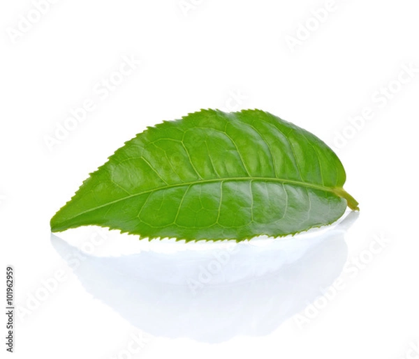 Obraz green tea leaf isolated on white background