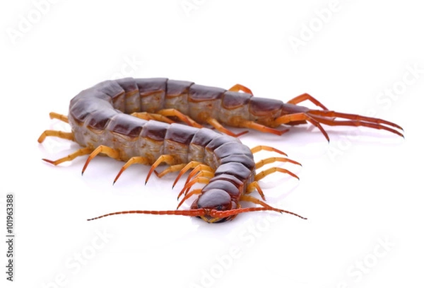Obraz centipede on white background