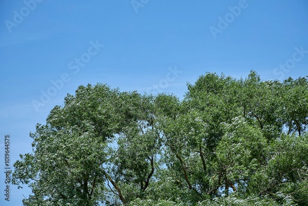 Fototapeta green foliage of trees in summer in sunny weather against a blue sky background