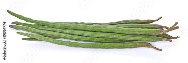 Obraz moringa isolated on a white background