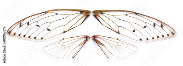Obraz Insect cicada on white background