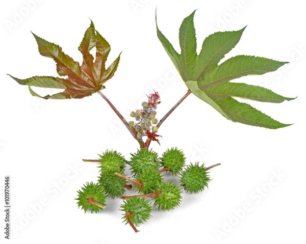 Obraz Castor oil plant on white background