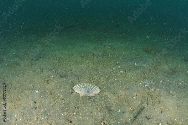 Fototapeta Flat valve of New Zealand scallop Pecten novaezelandiae on flat muddy sea bottom. Location: Mahurangi Harbour New Zealand