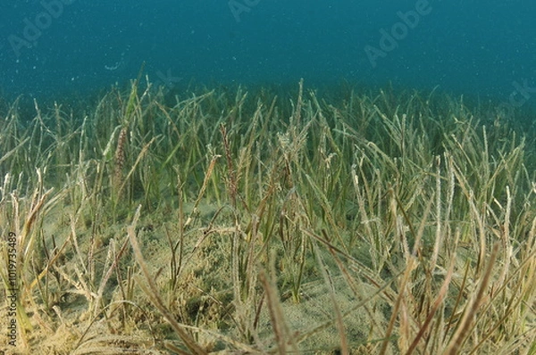 Fototapeta Detail of field of New Zealand seagrass Zostera muelleri. A closer look would reveal skeleton shrimps on its leaves. Location: Mahurangi Harbour New Zealand