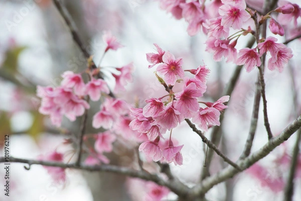 Fototapeta Wild Himalayan Cherry