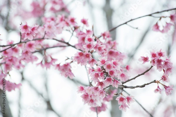 Fototapeta Wild Himalayan Cherry