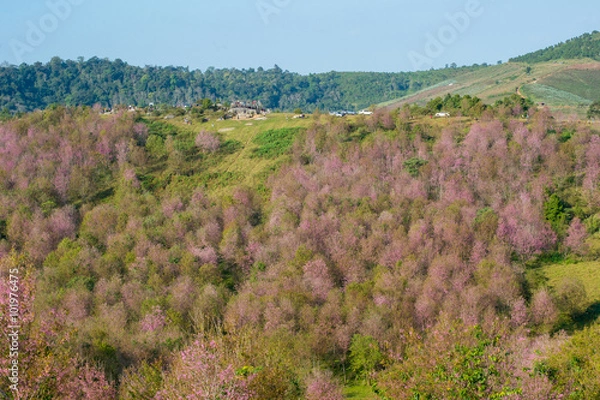 Fototapeta Wild Himalayan Cherry