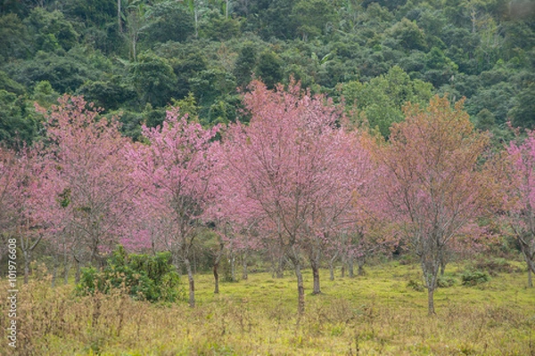 Fototapeta Wild Himalayan Cherry
