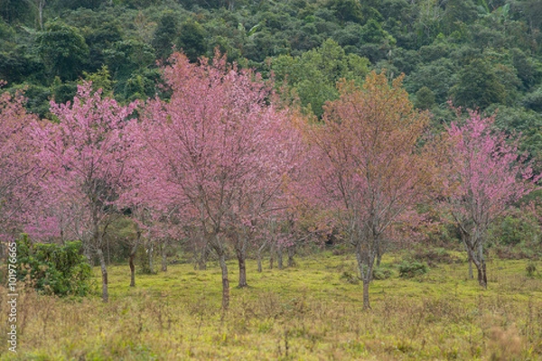 Fototapeta Wild Himalayan Cherry