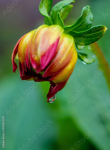 Fototapeta tulip flower