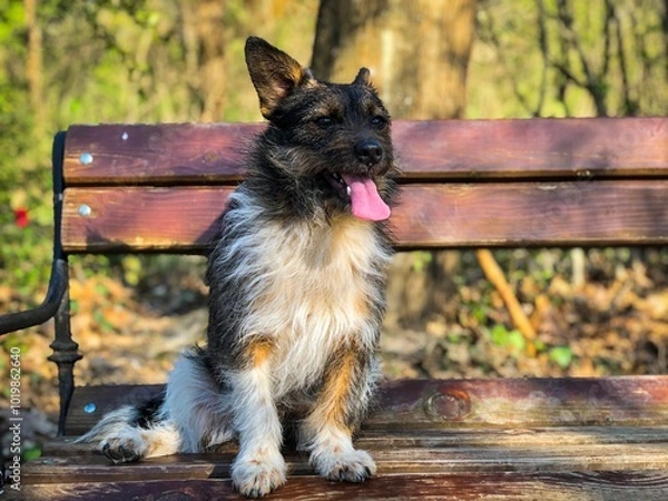 Obraz german shepherd dog