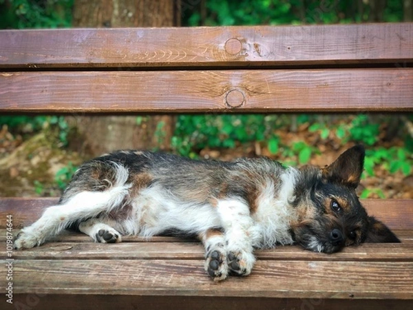 Obraz cat on the roof