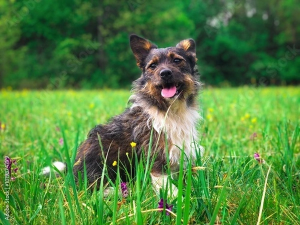 Obraz dog on the grass