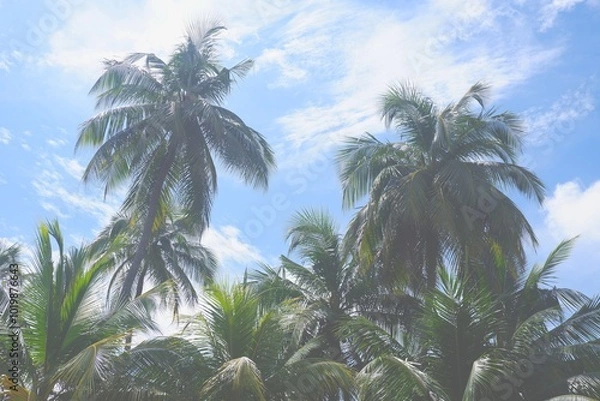 Obraz ブルースカイとヤシの木