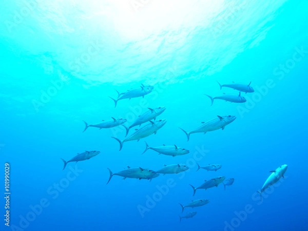 Obraz イソマグロの群れ